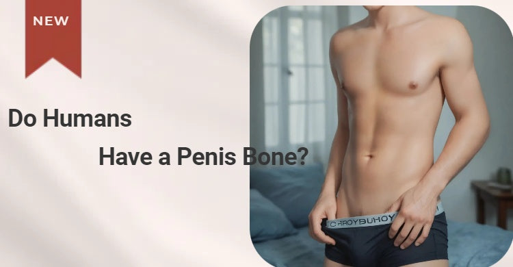 Do Humans Have a Penis Bone?