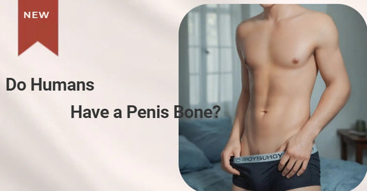 Do Humans Have a Penis Bone?