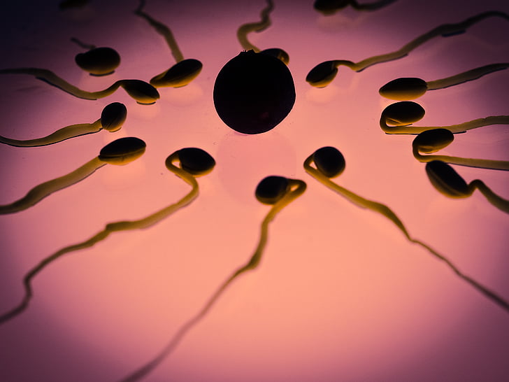How Long Can Sperm Survive in the Vagina? Everything You Need to Know!