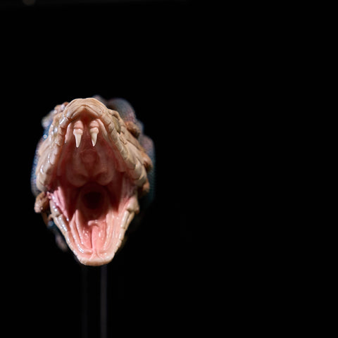 P379-3.32 lbs Anime Fake Pussy Medusa Silicone Hentai Sex Doll | MRL